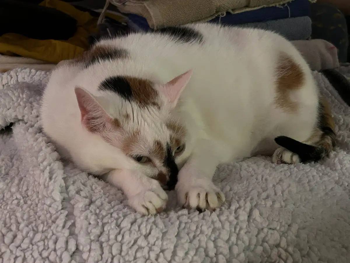 A calico cat with white, black, and orange patches is curled up on a fluffy white blanket, resting its head on its paws with…