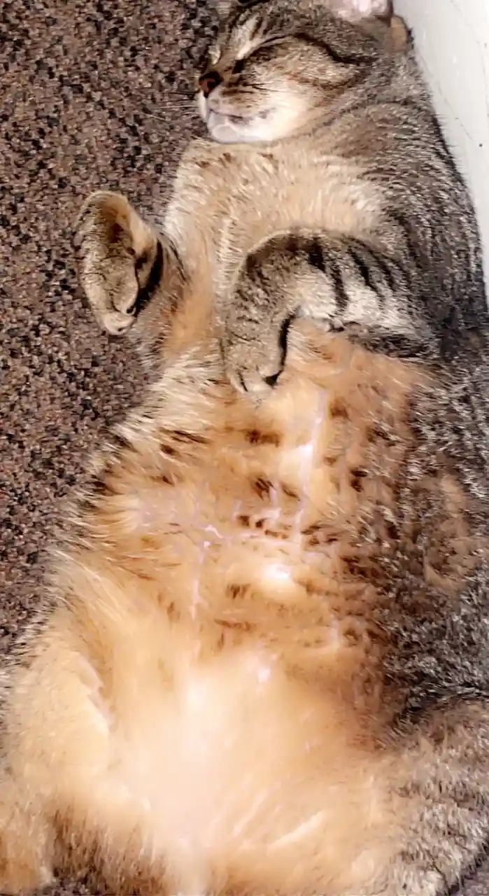 A tabby cat is lying on its back on a brown carpet, exposing its belly and sleeping peacefully with eyes closed. Its paws…