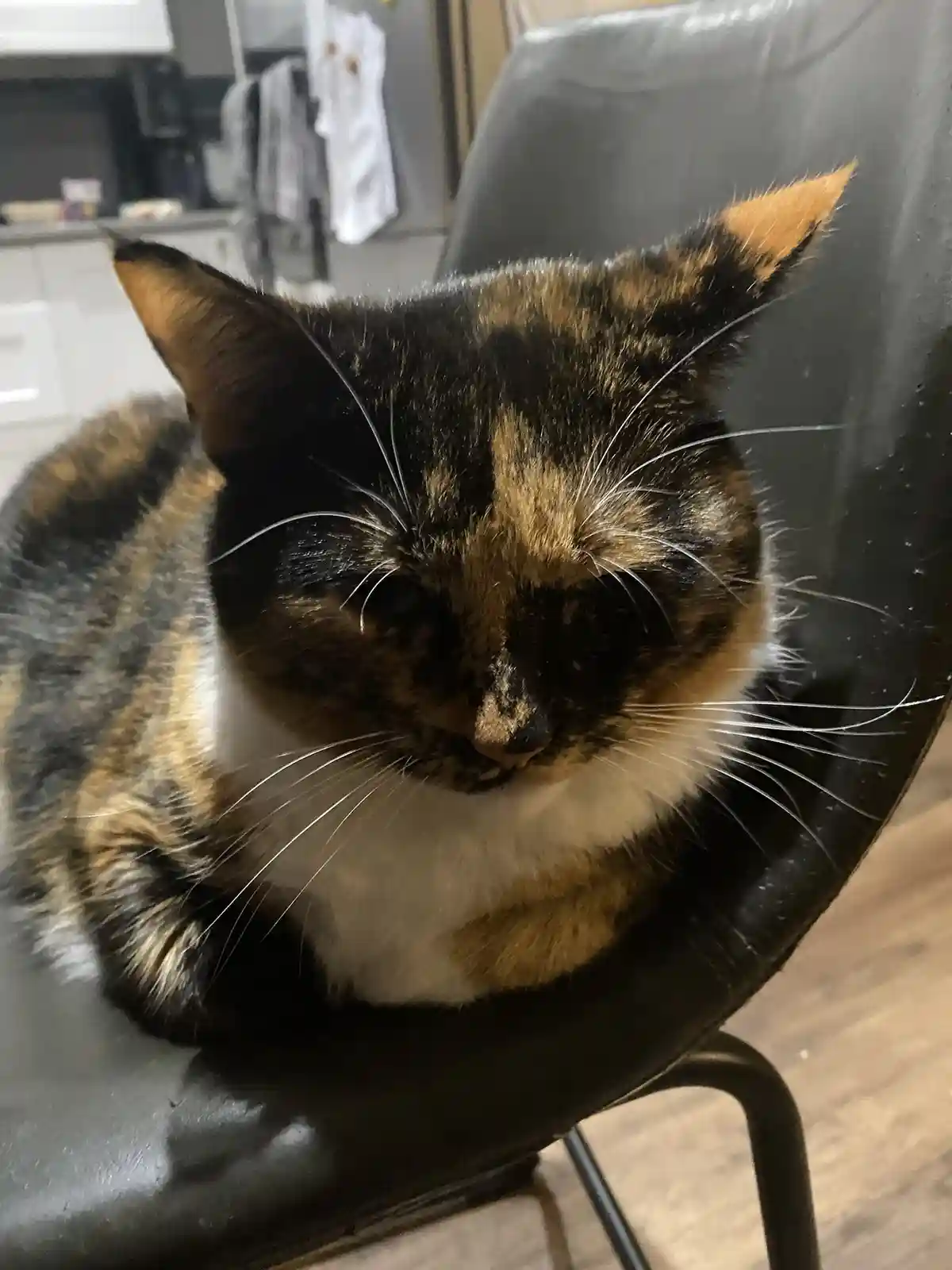A close-up photo of a calico cat with black, orange, and white fur sitting on a black chair, looking directly at the camera…