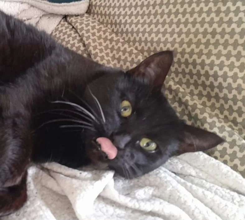 A black cat with green eyes is lying on a patterned couch and a white blanket, licking its lips with its pink tongue…
