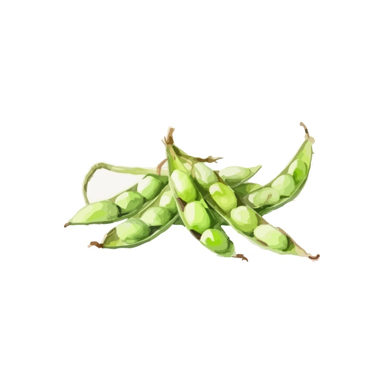A watercolor-style illustration of several open green edamame pods with visible beans, arranged in a pile against a plain…
