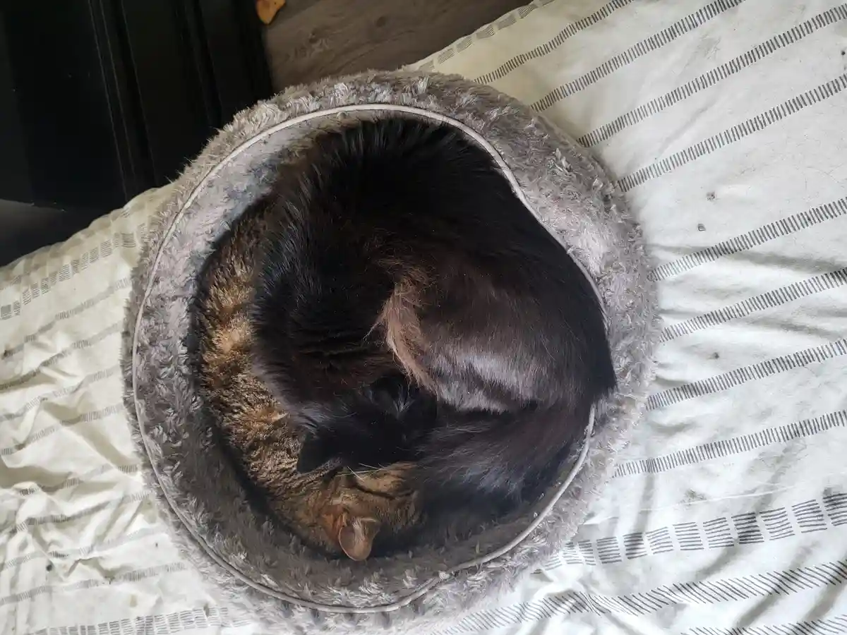 A fluffy tabby cat is curled up tightly in a round, grey, plush pet bed placed on a striped bedsheet. The cat's body forms a…