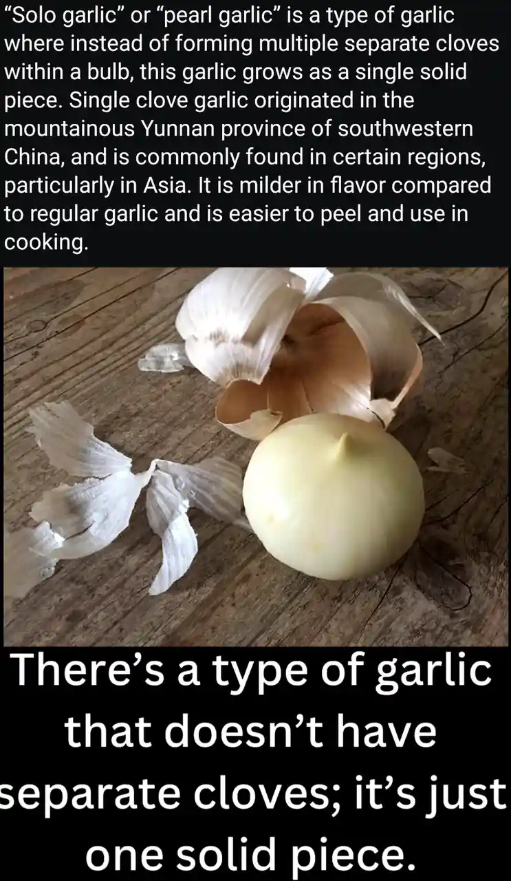 The image shows a single, solid piece of garlic, known as 'solo garlic' or 'pearl garlic,' sitting on a wooden surface with…