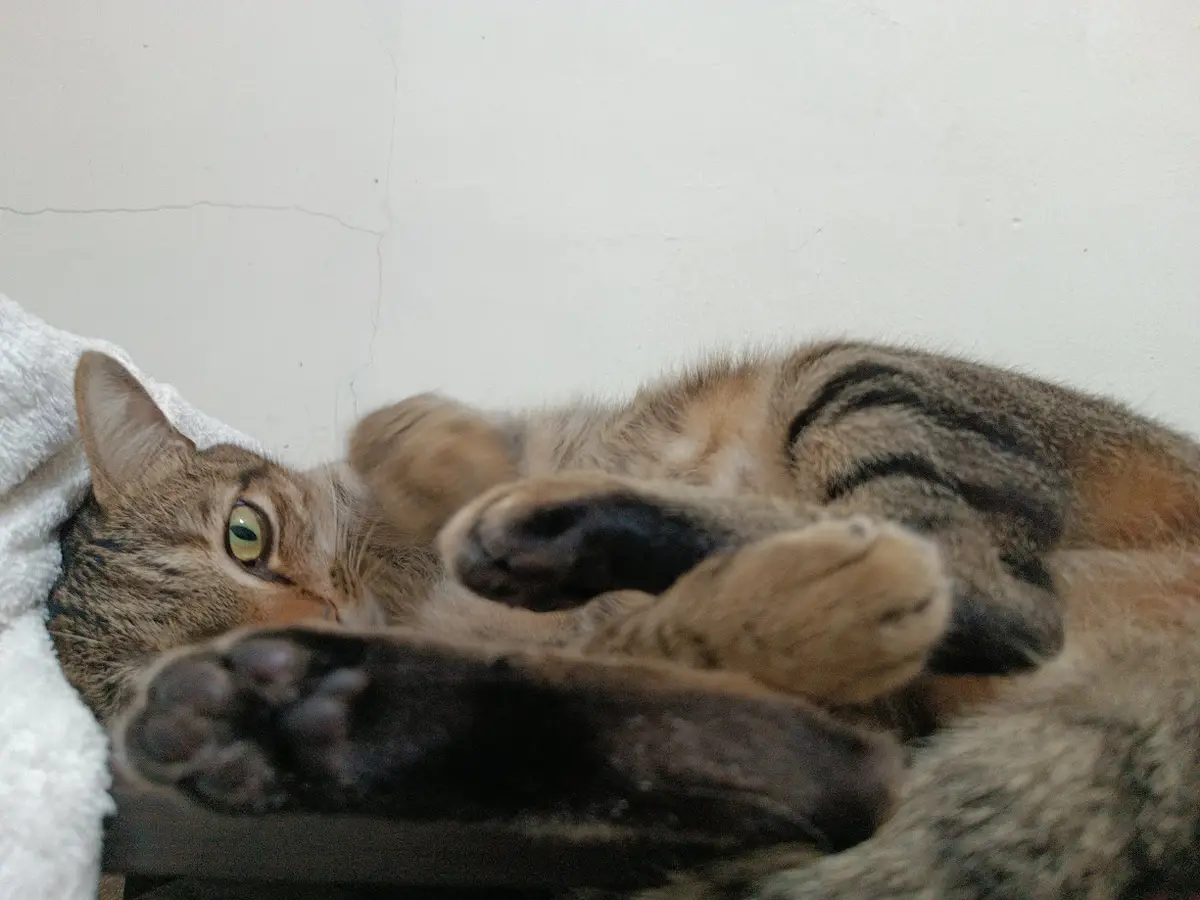 A tabby cat lies on its back with paws up, one eye open and looking at the camera, partially covered by a white towel…
