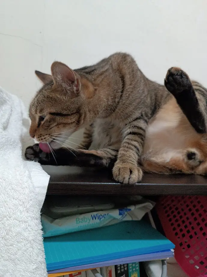 A tabby cat is lying on a dark wooden shelf, licking its front paw while lifting its hind leg, revealing its belly. Below…