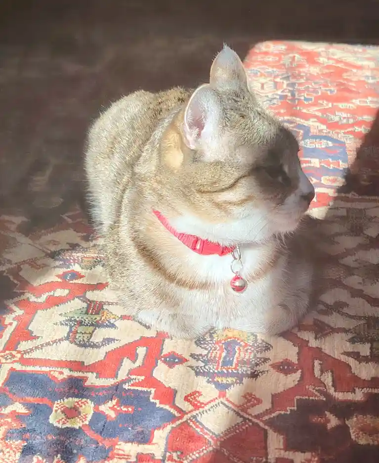 A tabby cat with white markings and a red collar lies curled on a colorful patterned rug, bathed in sunlight. The cat looks…