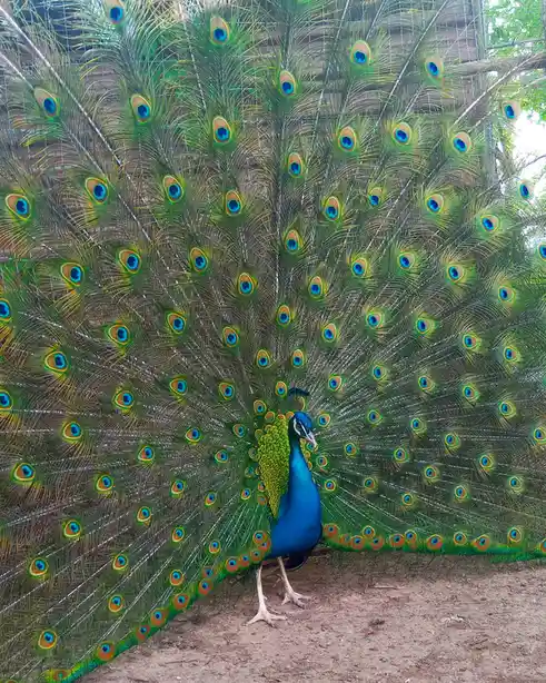 A male peacock stands proudly on dirt ground with its magnificent tail feathers fully fanned out, displaying numerous…