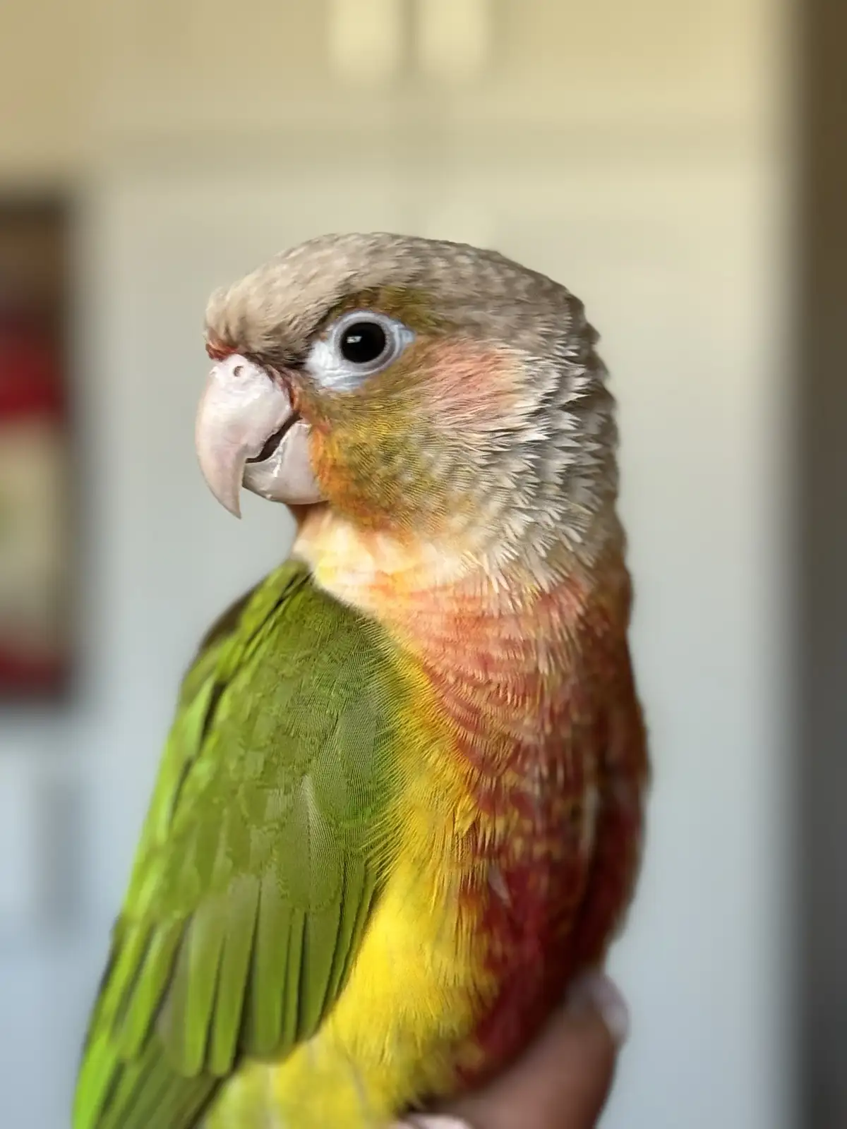 Skeptical Truth: 3 Out of My Birds Are Real