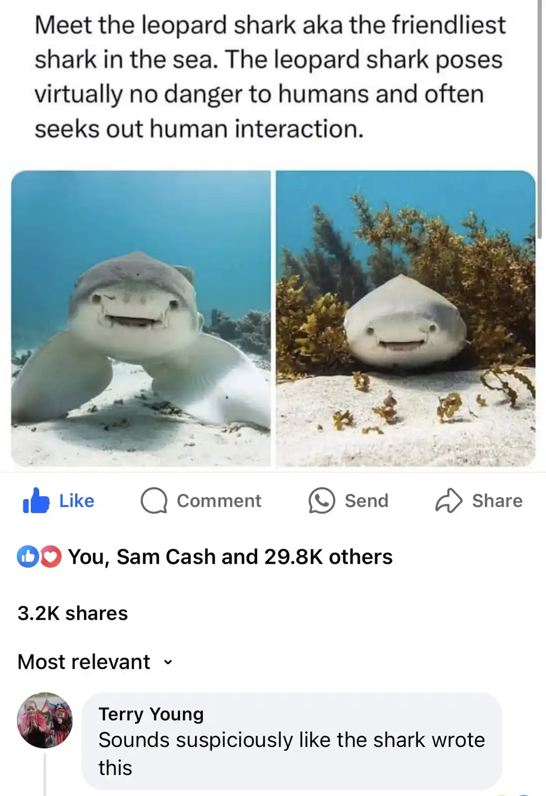 Two photos show a leopard shark with a wide, toothy grin in clear blue water, one near the surface and one near seaweed. The…