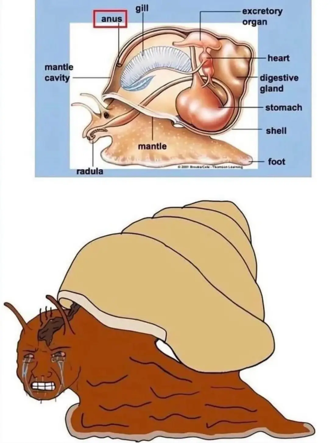 The image displays a scientific diagram of a snail's internal anatomy, with labels pointing to organs like the heart…