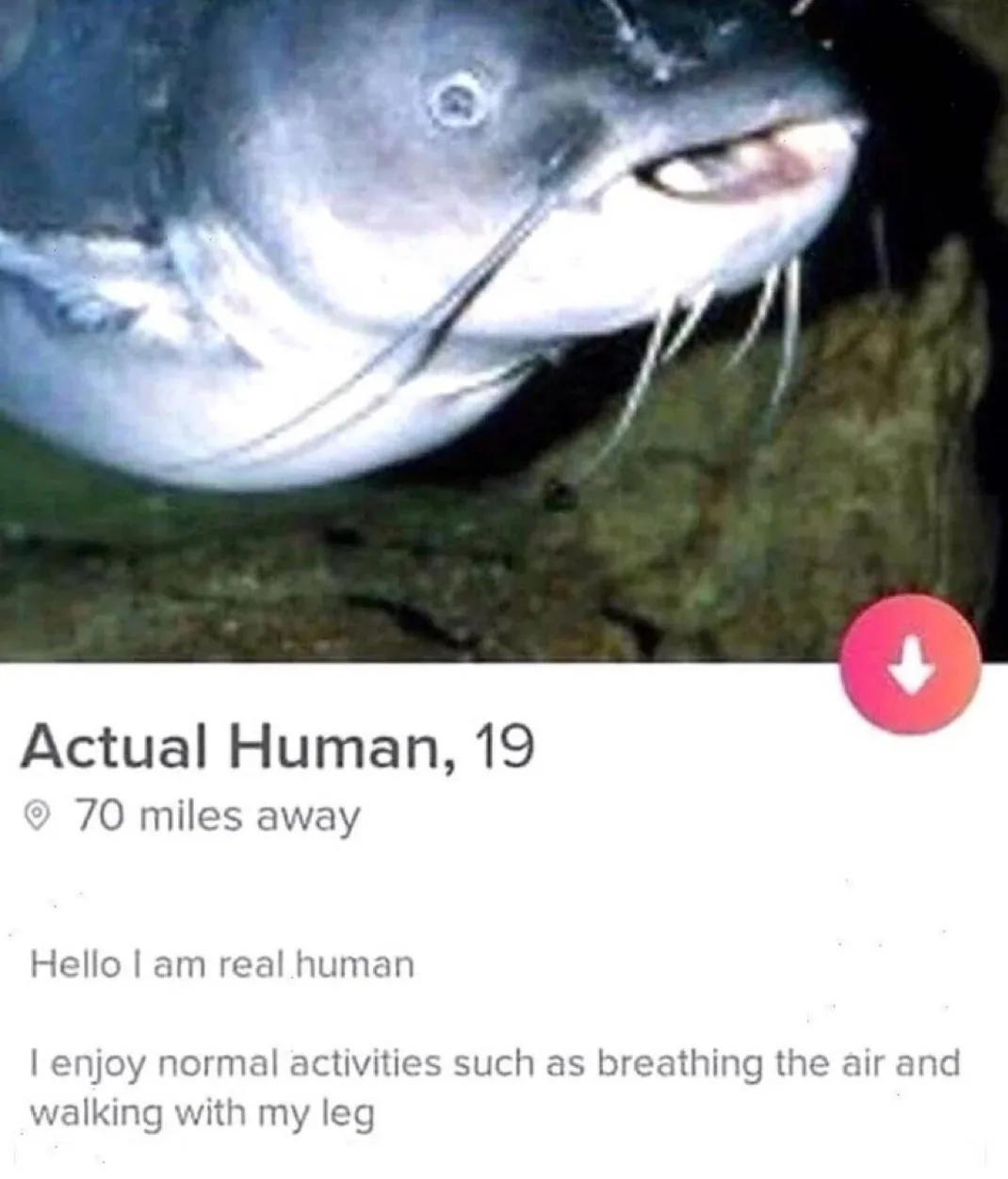 The image shows a close-up of a large catfish with a menacing expression, its mouth slightly open revealing teeth and…