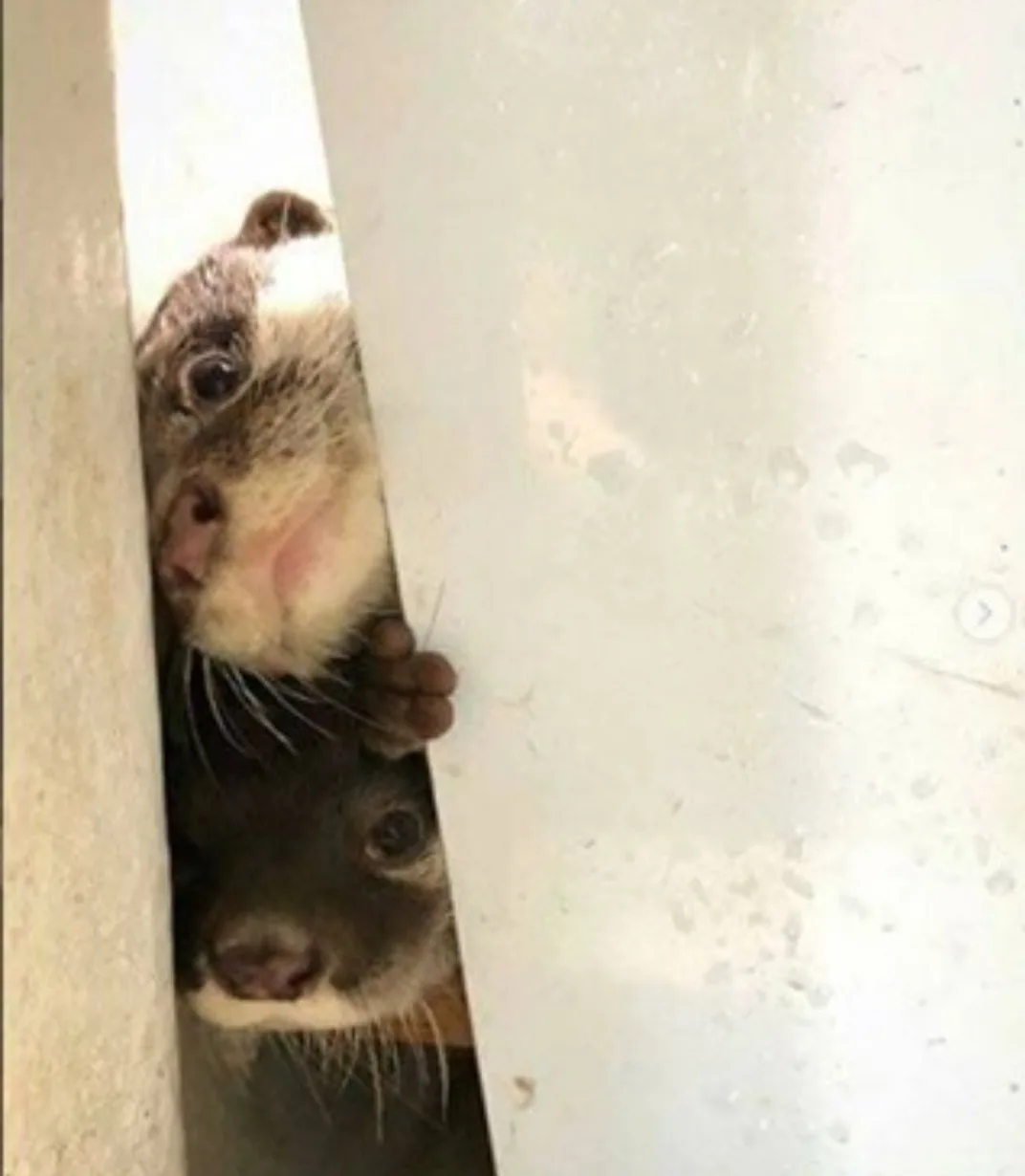 Two otters peek out from behind a white wall or door, their faces visible with wide eyes and small paws gripping the edge…