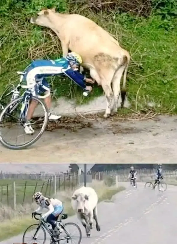 The top panel shows a cyclist in a blue and white racing kit leaning against a large light-brown cow, appearing to drink…