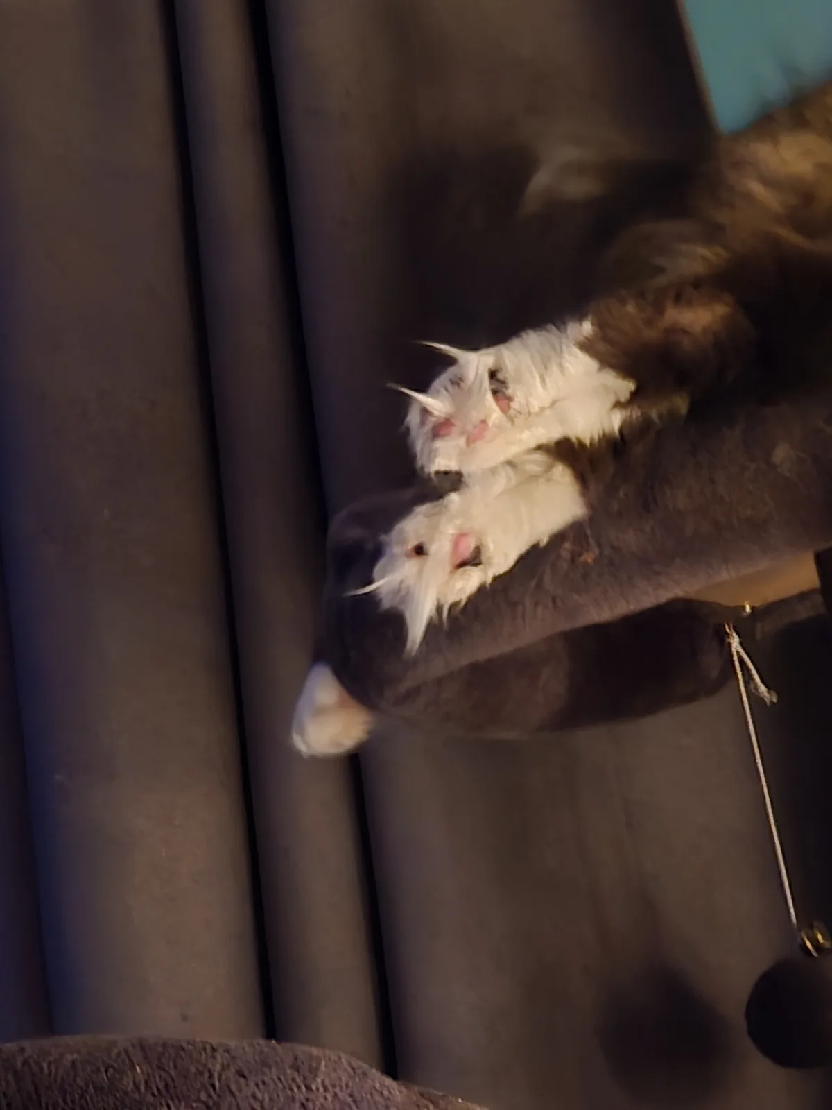 A fluffy cat with white paws and dark fur is lying on its back on a dark gray cat tree, exposing its paws and belly. The cat…