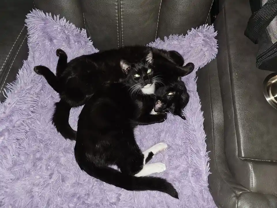 Two black cats are curled up together on a fluffy purple blanket placed on a dark leather couch. One cat has white paws and…