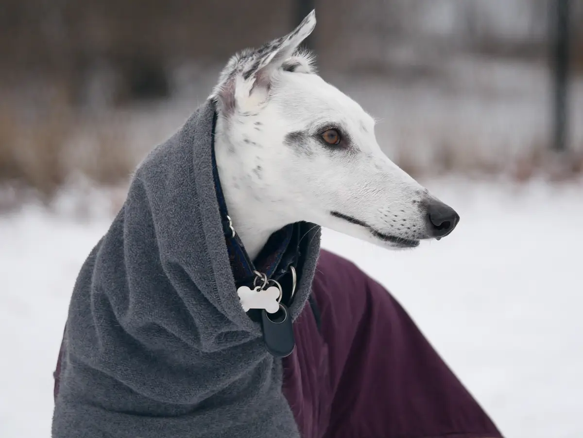 A white dog with black speckles and pointed ears is wrapped in a grey fleece blanket while sitting in a snowy outdoor…