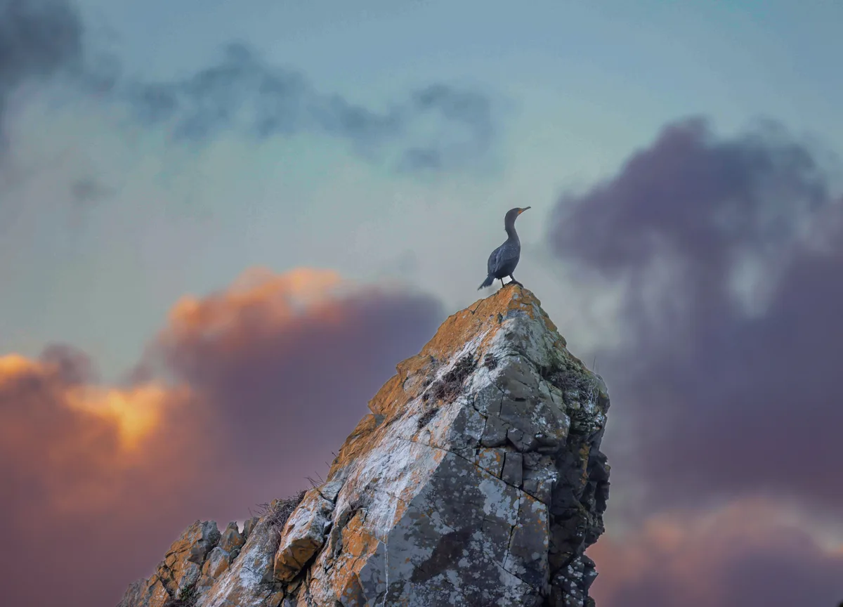 A dark-feathered cormorant stands atop a rugged, lichen-speckled rock peak against a dramatic sky with orange and purple…