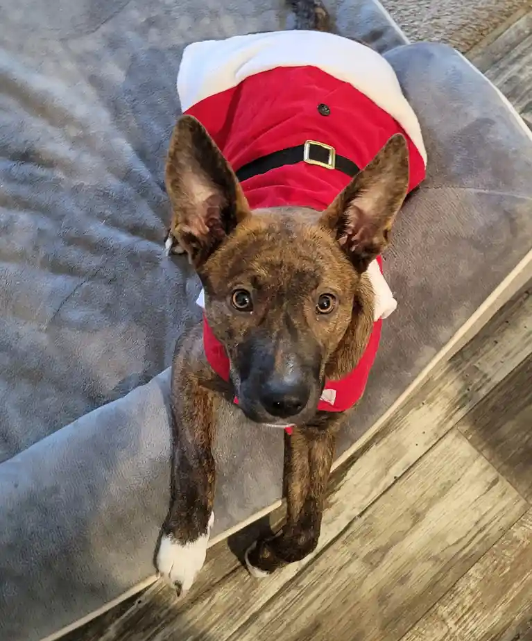 A brindle-coated dog with large ears and white paws is wearing a red and white Santa suit with a black belt and gold buckle…