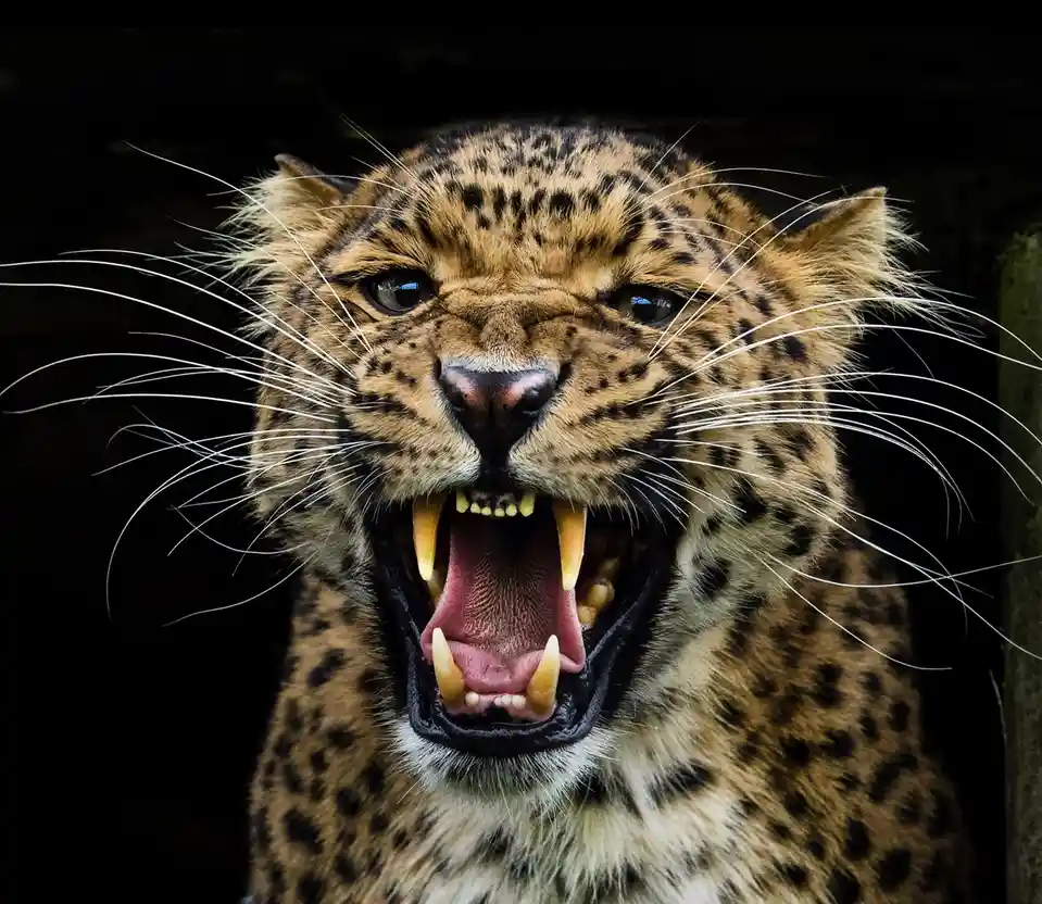 A close-up photograph of a leopard with its mouth wide open, showing sharp teeth and a pink tongue, set against a dark…