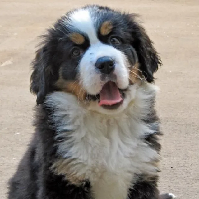 a close-up photo of a fluffy black, white, and tan Bernese Mountain Dog puppy sitting on dirt, looking upward with its mouth…