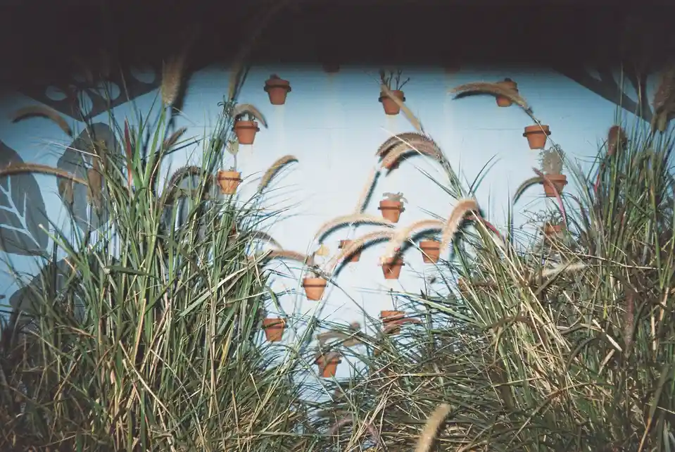 A photo shows tall ornamental grasses in the foreground, obscuring a light blue wall behind them. Several small terracotta…