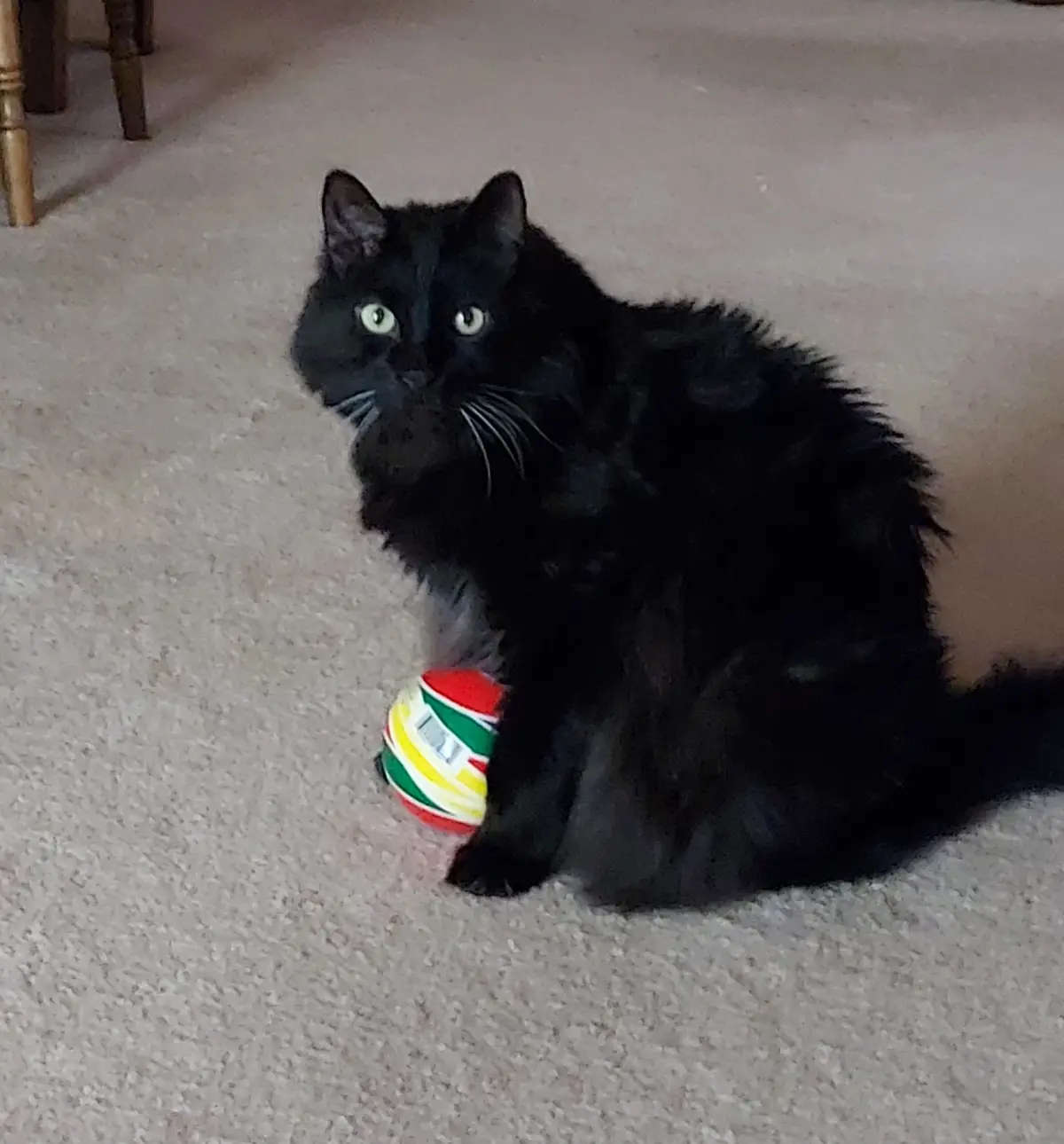 A fluffy black cat with bright green eyes sits on a beige carpet, looking directly at the camera with a bored or unimpressed…