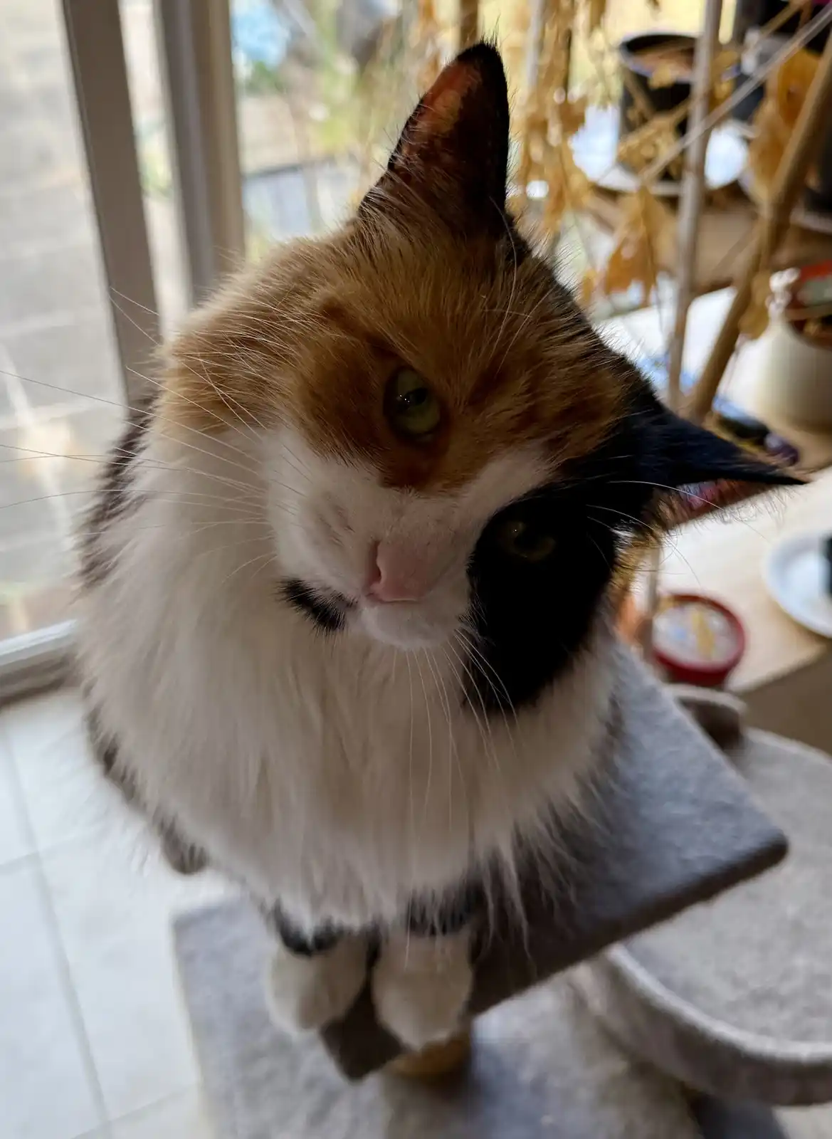 A close-up photo of a fluffy calico cat with white, orange, and black fur, sitting on a grey cat tree and looking directly…