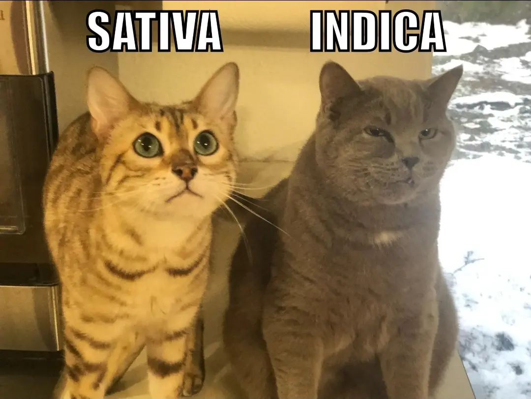 Two cats sit side by side; the left cat, labeled 'SATIVA', has wide, alert green eyes and a striped coat, while the right…