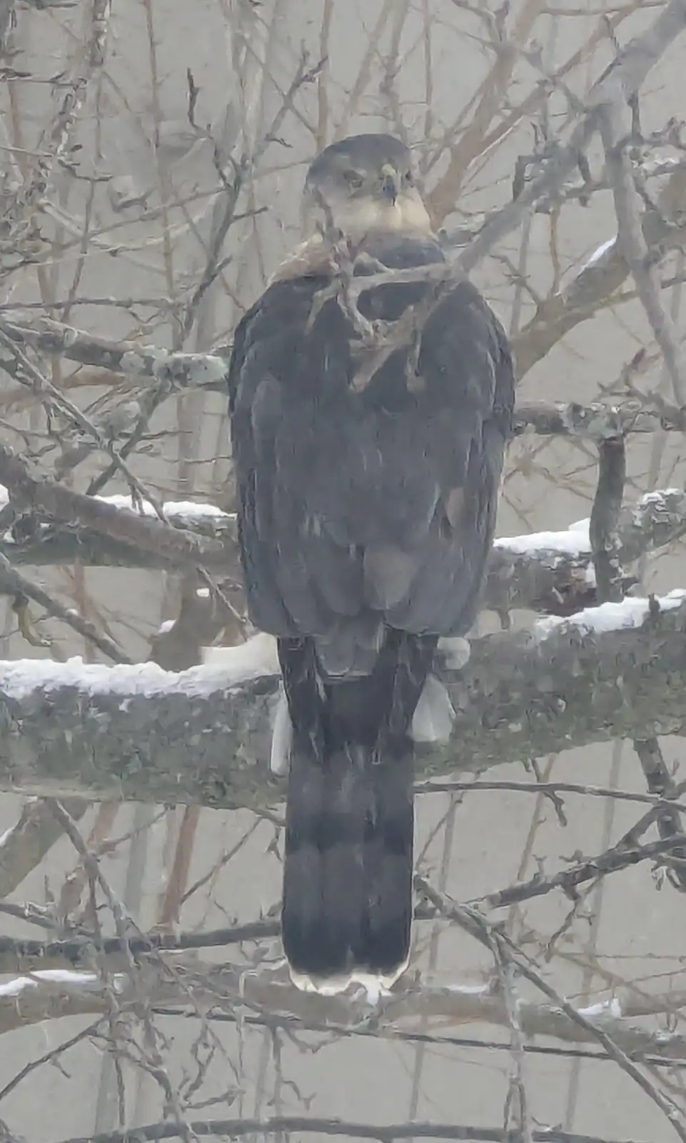 A dark-feathered bird of prey, likely a hawk, is perched on a snow-dusted tree branch, facing forward with a stern…