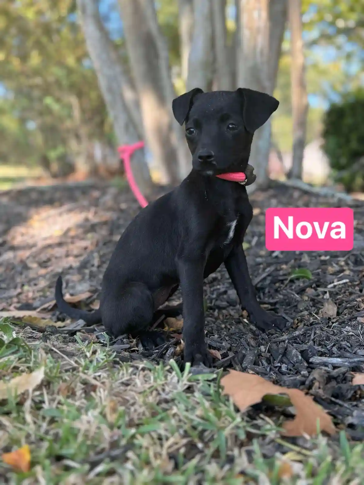 A small black puppy with floppy ears and a pink collar sits attentively on dark mulch outdoors, looking directly at the…