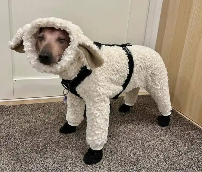 A dog with a brown face and tan ears stands indoors on a gray carpet, wearing a full-body white fluffy sheep costume with…
