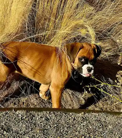 A brown Boxer dog with a black muzzle and white markings stands in tall, dry, golden grass, looking directly at the camera…