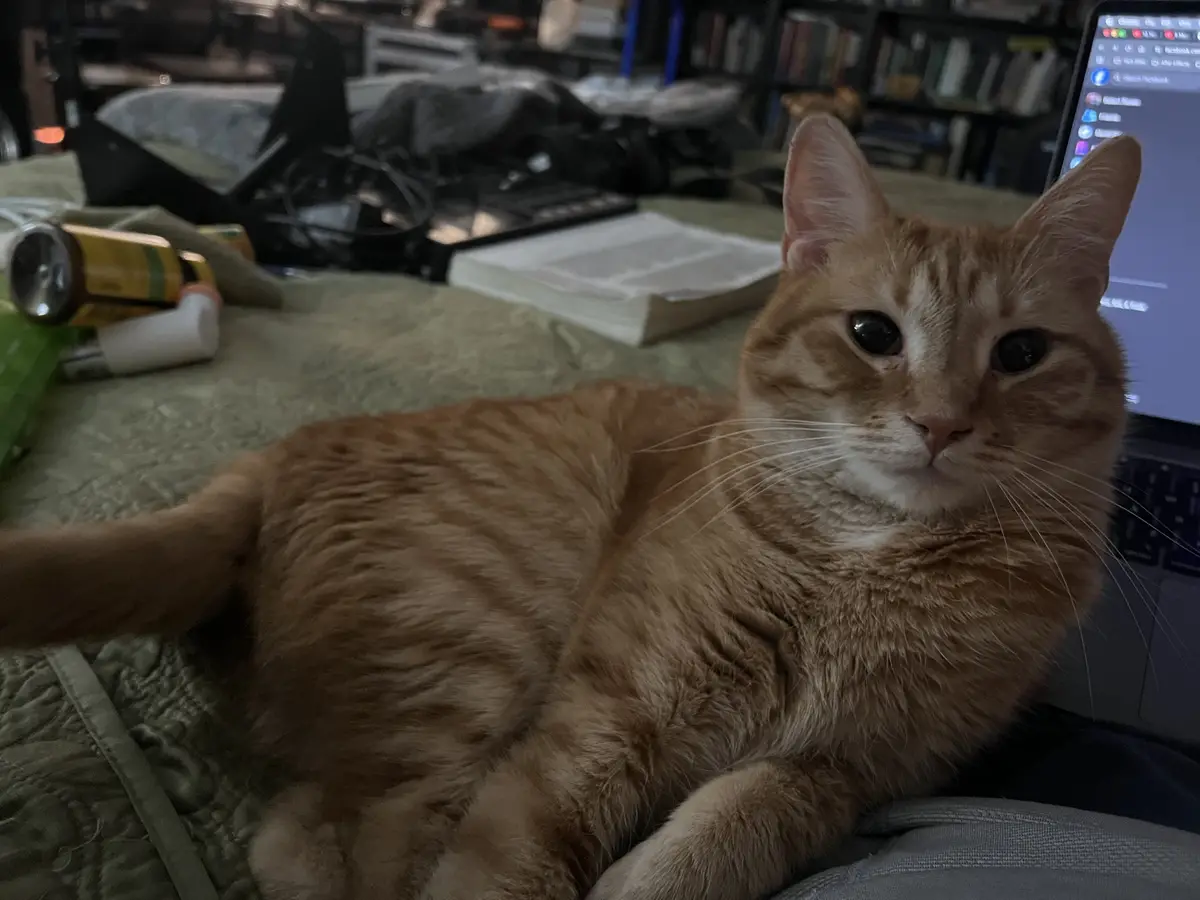 An orange tabby cat with wide, unblinking eyes lies on a green blanket next to a laptop, looking directly at the camera with…