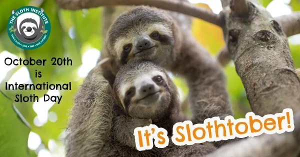 Two sloths are shown clinging to tree branches in a lush green forest. Text in the upper left corner reads 'October 20th is…