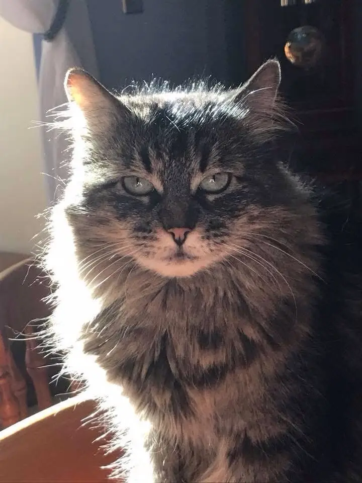 A close-up photo of a fluffy, long-haired tabby cat with a grumpy, unimpressed expression, looking directly at the camera…