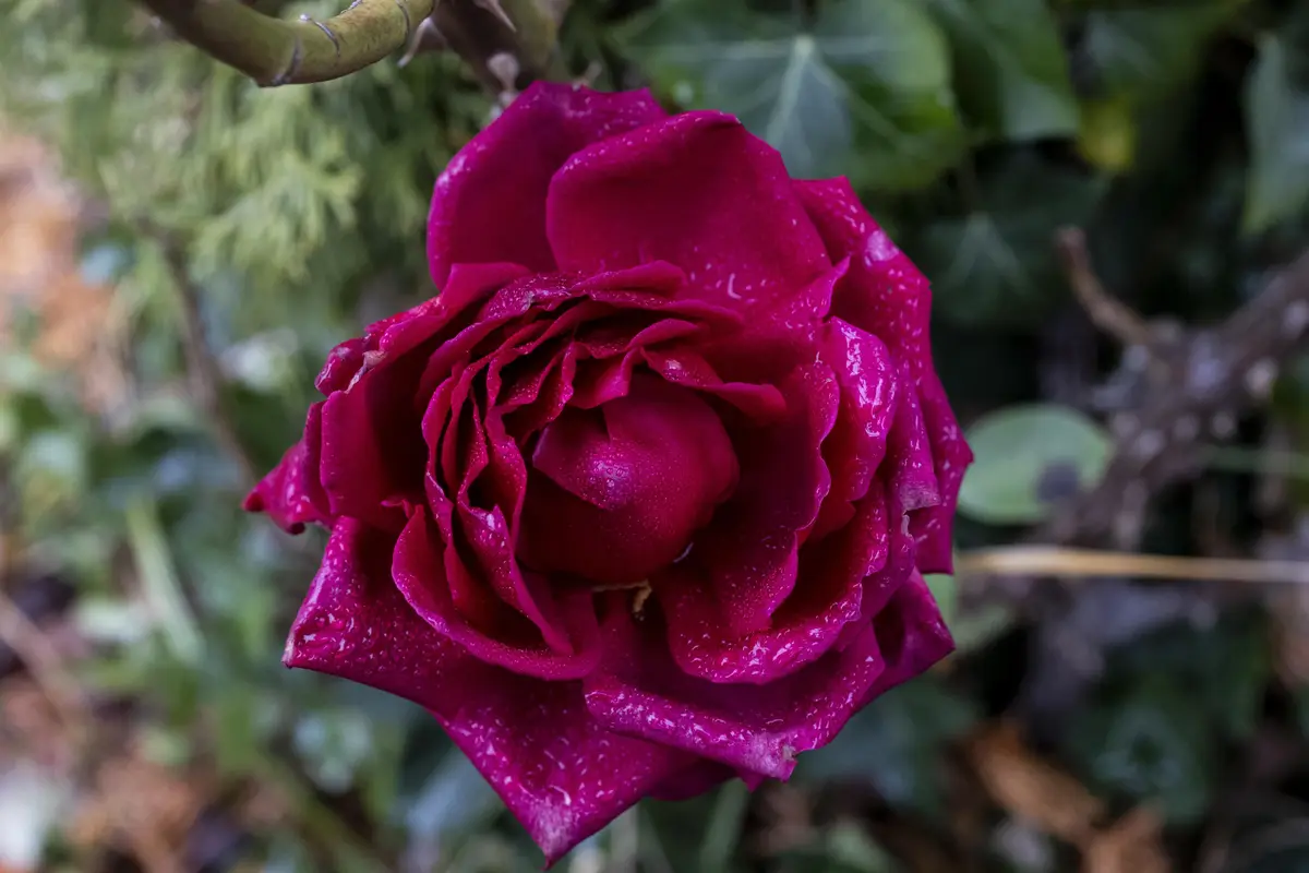 A close-up photograph of a vibrant magenta rose with water droplets on its petals, set against a blurred green foliage…