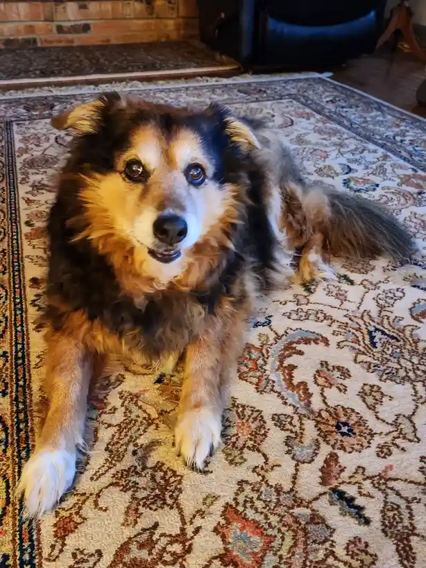 A fluffy, long-haired dog with brown, black, and white fur lies on a patterned rug in a living room, looking directly at the…