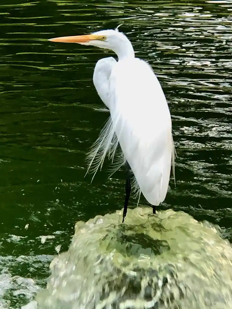 A white egret stands on a rock in green water, its long neck curved and head turned away, looking like it's ignoring the…