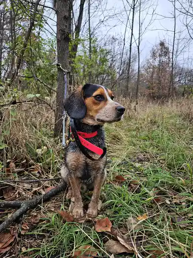 A wet beagle dog with a red collar and black harness sits patiently in a grassy, leaf-strewn forest, tethered to a tree by a…
