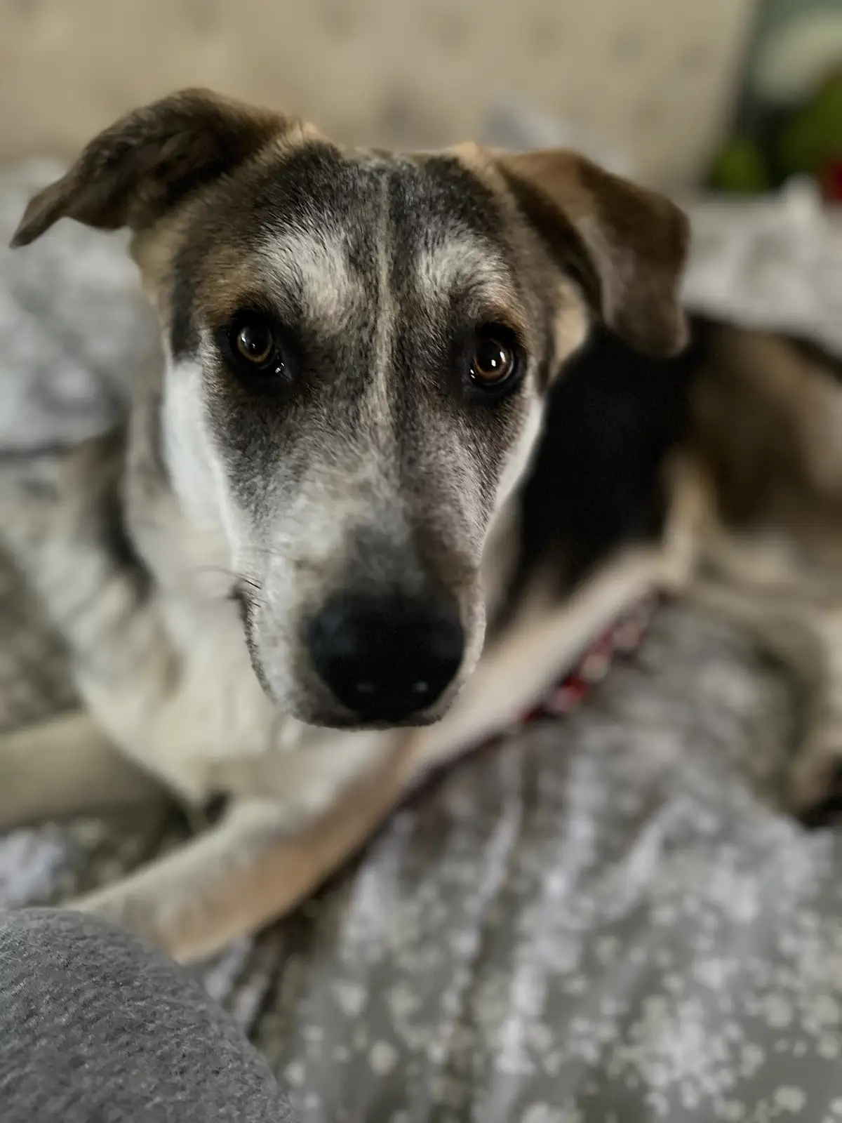 A close-up photo of a dog with a gray and brown coat, looking directly at the camera with a calm, slightly melancholic…