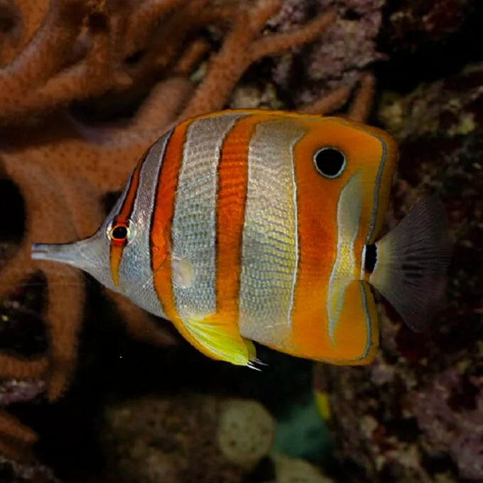 A close-up photo of a colorful butterflyfish with orange, white, and silver stripes swimming near coral. The fish has a…