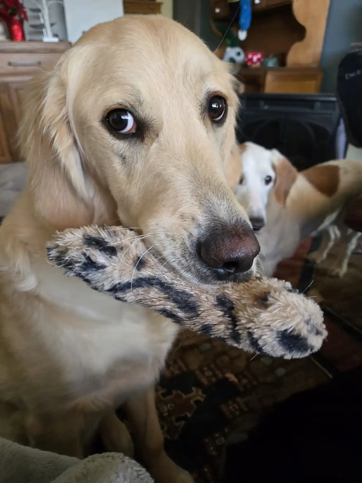 Meet Floyd, the Star of the Show!