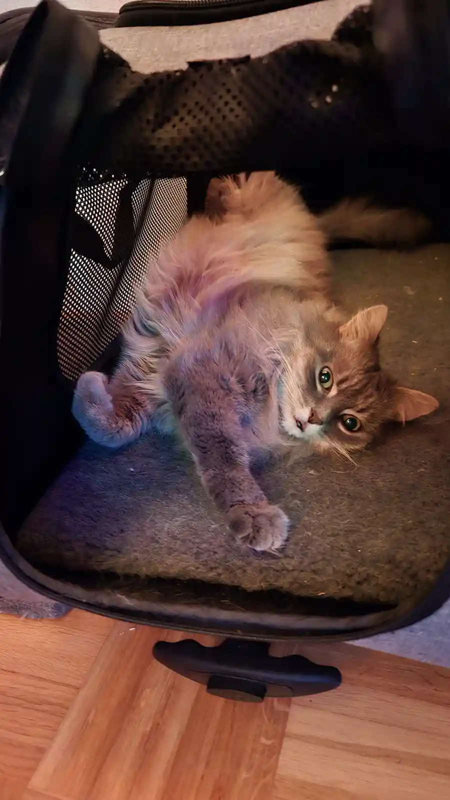 A fluffy, long-haired cat with green eyes is lying on its back inside an open black pet carrier, looking up at the camera…
