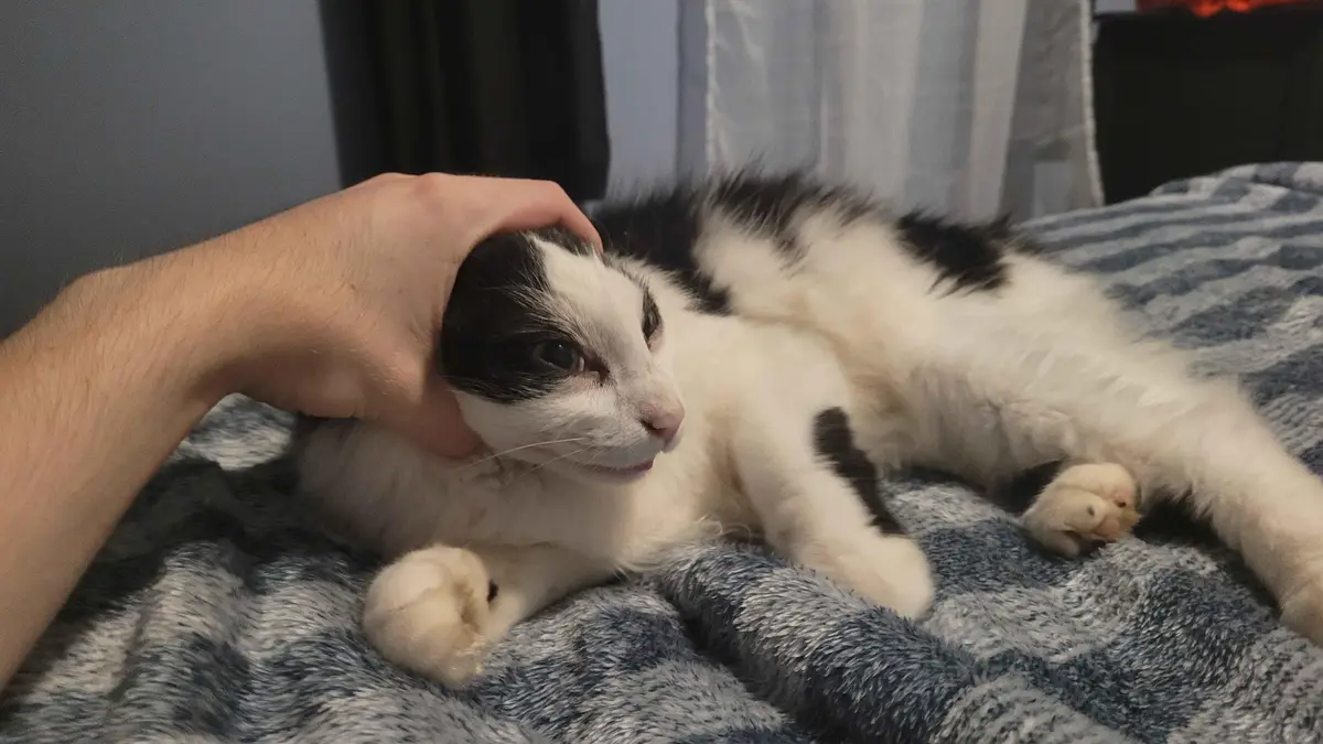 A black and white cat lies relaxed on a blue and gray textured blanket while a human hand pets its head. The cat has a…