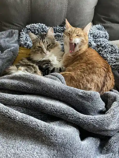 Two cats are resting on a gray blanket on a couch; the orange tabby on the right is yawning widely with its mouth open…