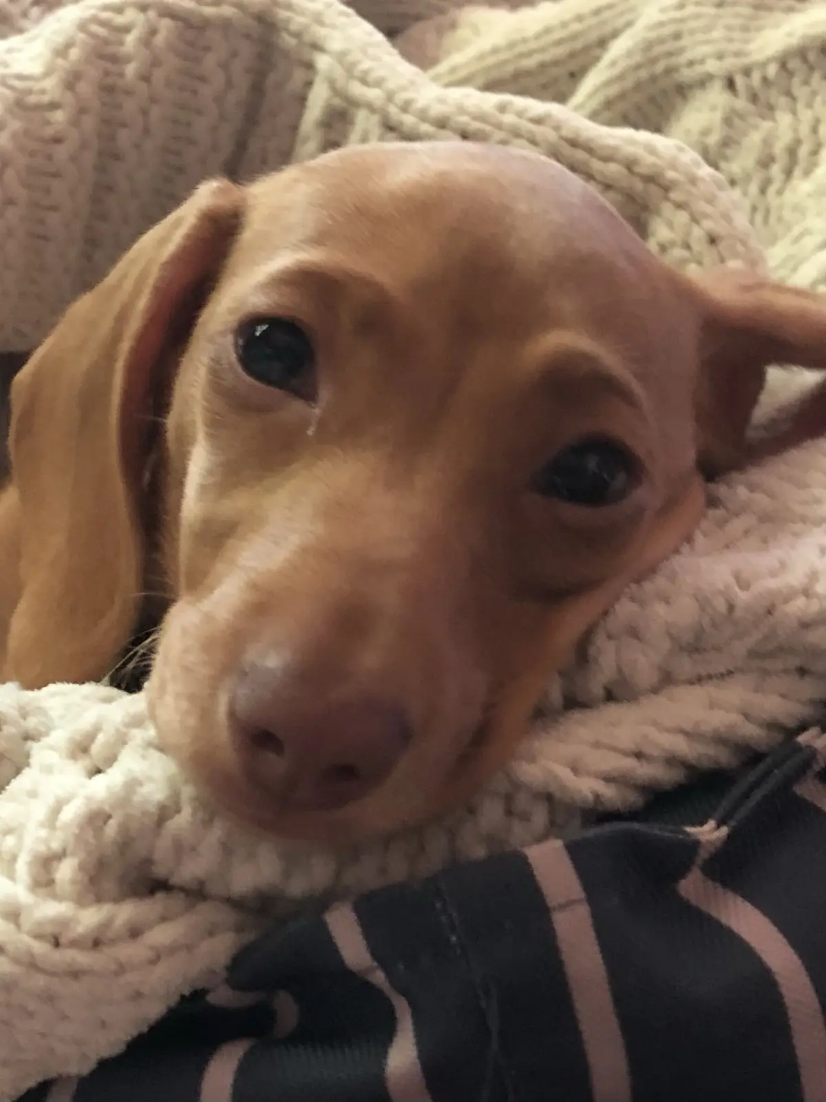 A close-up photo of a light brown puppy with large, expressive eyes, one of which has a visible tear, resting on a soft…