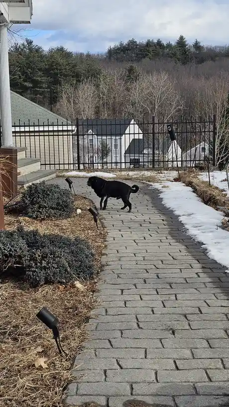 A black dog walks along a paved stone path in a snowy residential yard, with houses and bare trees visible behind a fence…
