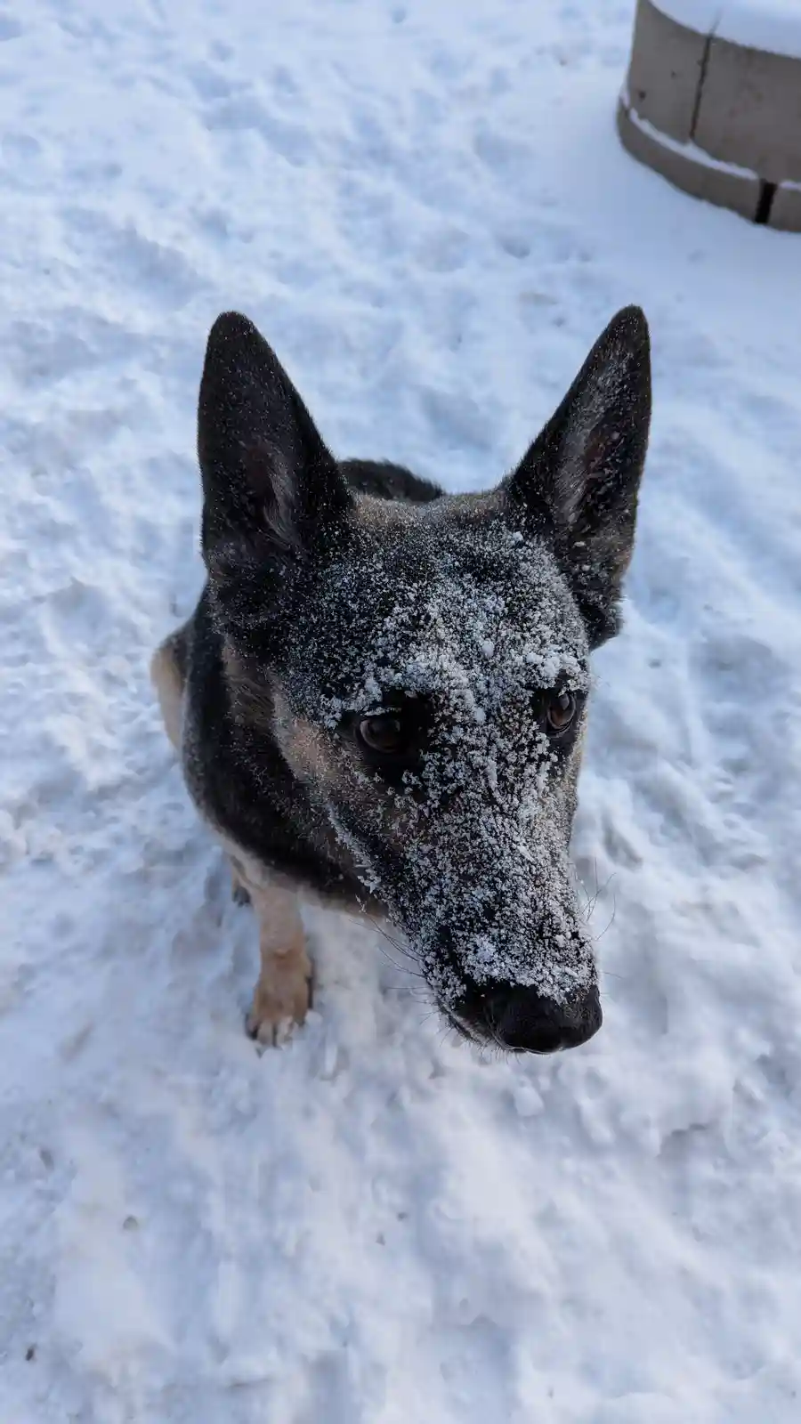 A close-up photo shows a black and tan dog, likely a German Shepherd, standing in deep snow with snowflakes covering its…