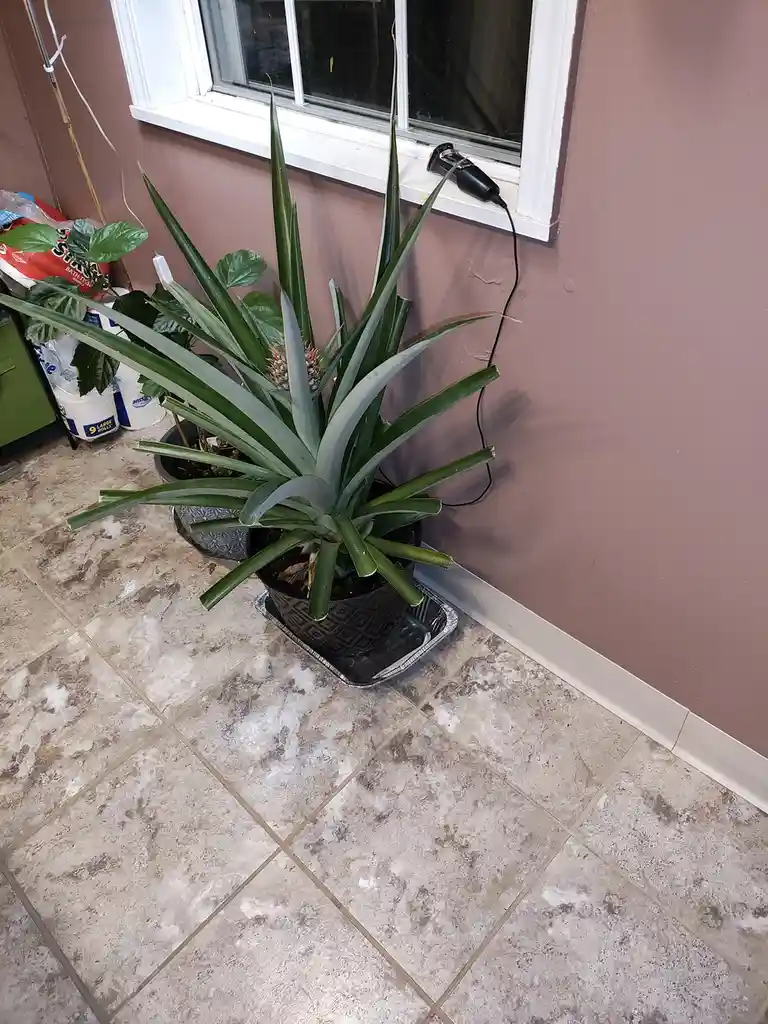 A pineapple plant sits in a black pot on a foil tray, placed on a tiled floor near a window. A black electric trimmer rests…