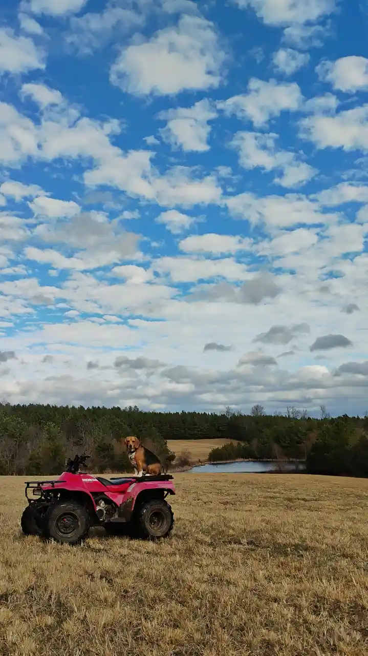 A beagle dog is sitting upright on the rear platform of a red Honda four-wheeler parked in a dry grass field under a partly…